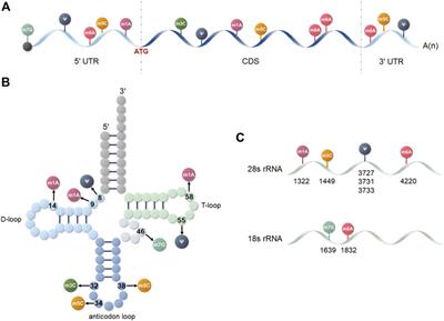 Frontiers | The role of RNA modification in hepatocellular carcinoma